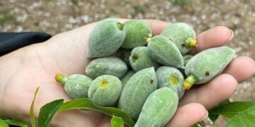 Datça’nın yeşil altınında hasat başladı: Kilosu 1000 TL!