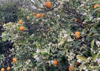 Hasat bitmeden yenisi geldi: Dalında kalan ürünler toplanmadan çiçekler açtı…
