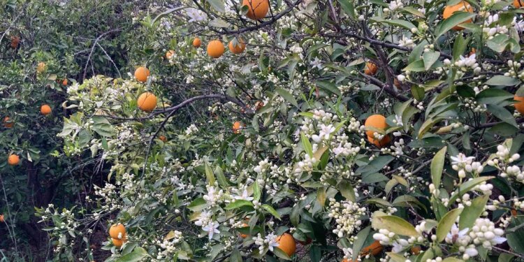 Hasat bitmeden yenisi geldi: Dalında kalan ürünler toplanmadan çiçekler açtı…