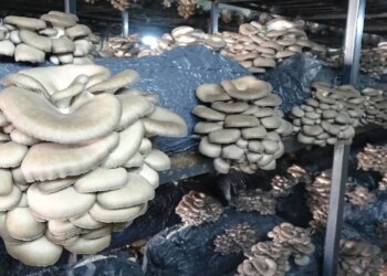 Samsun’da üreticilere yeni gelir kapısı oldu: 7 üretim odası, 84 ton kapasite