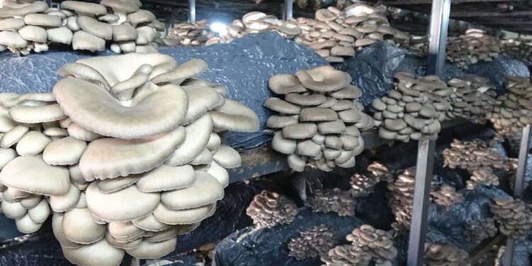 Samsun’da üreticilere yeni gelir kapısı oldu: 7 üretim odası, 84 ton kapasite