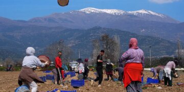Ödemiş Ovası’nda hasat ve ekim tarihleri çakıştı: Üreticiler tarlalarda adeta zamanla yarışıyor…