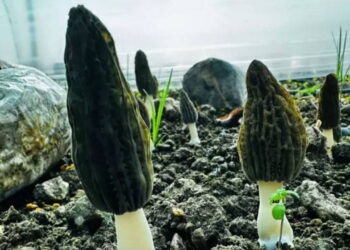 Mersin’de ilk hasat başladı: Kilosu gram altınla yarışıyor