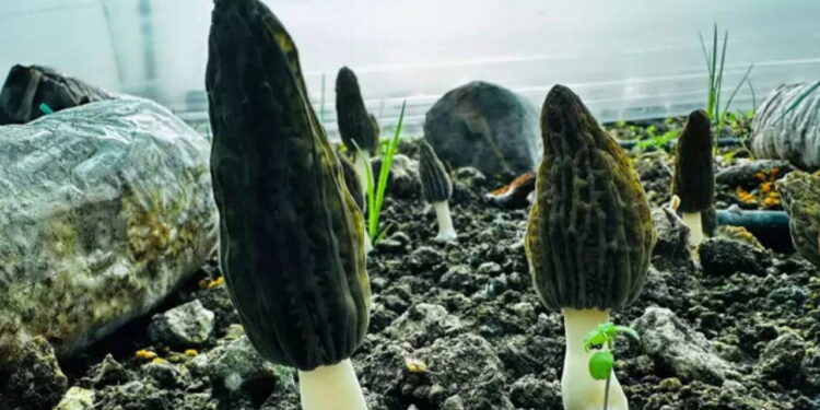 Mersin’de ilk hasat başladı: Kilosu gram altınla yarışıyor