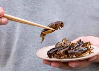 ‘Gastronomide şefler böcek proteinine yöneliyor’