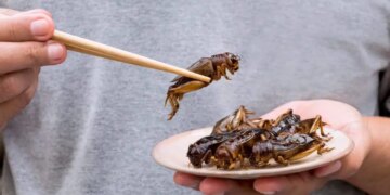 ‘Gastronomide şefler böcek proteinine yöneliyor’