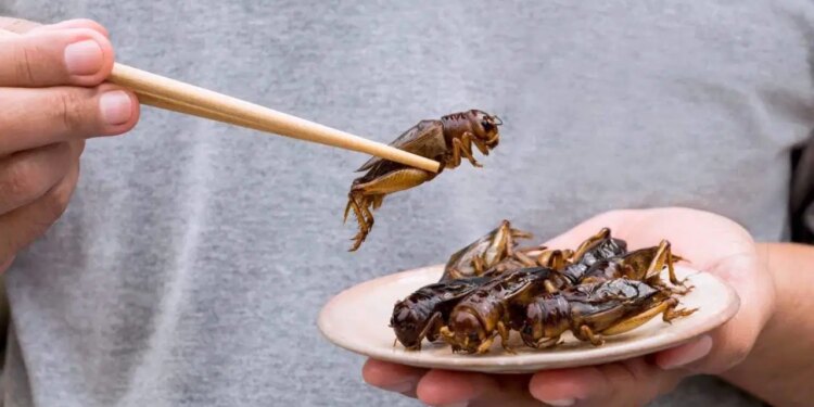 ‘Gastronomide şefler böcek proteinine yöneliyor’