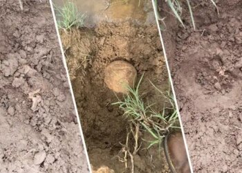 Licê’de bulunan kemiklere dair rapor: Biri çocuk iki kişiye ait