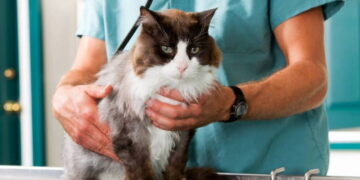 Kanserle mücadelede ‘patili’ işbirliği: Kedilerdeki genetik şifre insanlara umut olacak