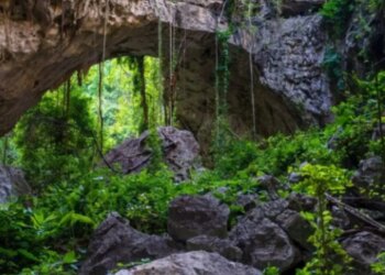 Bilim dünyasını şaşırtan keşif: Kamboçya’da uçan yılan bulundu