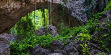 Bilim dünyasını şaşırtan keşif: Kamboçya’da uçan yılan bulundu