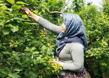 Hasadı başladı: Sezonun ilk ürünü rekor fiyatla tezgâhta