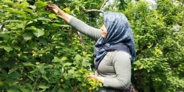 Hasadı başladı: Sezonun ilk ürünü rekor fiyatla tezgâhta