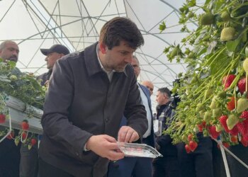 Topraksız, hormonsuz, doğal: İlk hasadı belediye başkanı yaptı…