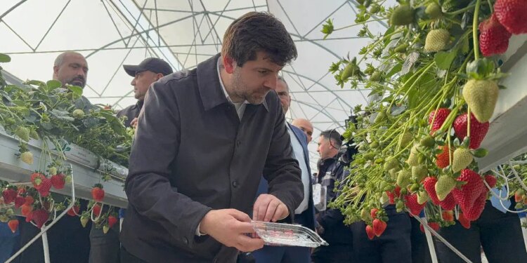 Topraksız, hormonsuz, doğal: İlk hasadı belediye başkanı yaptı…