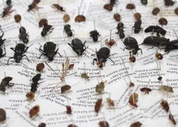 Sessiz tanıklar iş başında: Böcekler cinayetleri nasıl aydınlatıyor?