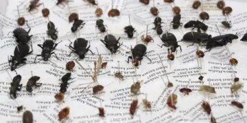 Sessiz tanıklar iş başında: Böcekler cinayetleri nasıl aydınlatıyor?