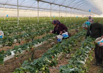 3 bin ailenin geçim kaynağı: Örtü altı hasat başladı, kilosu 140 TL!