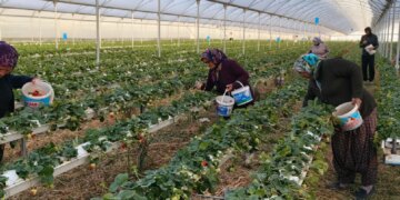 3 bin ailenin geçim kaynağı: Örtü altı hasat başladı, kilosu 140 TL!