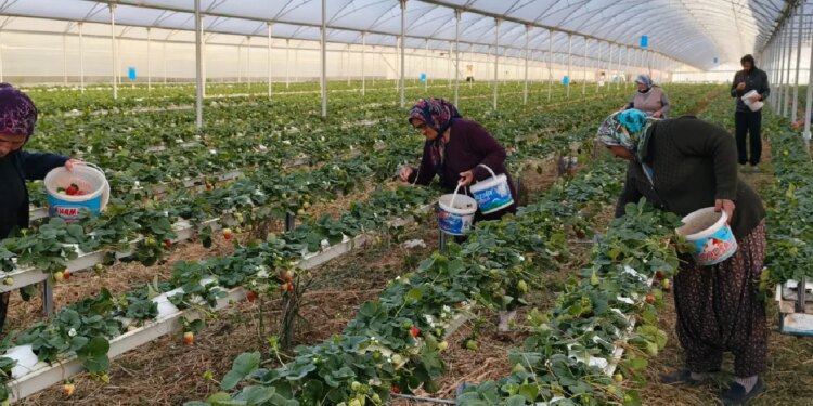 3 bin ailenin geçim kaynağı: Örtü altı hasat başladı, kilosu 140 TL!