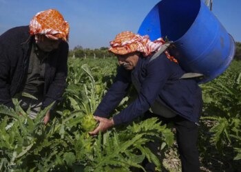 Don vurdu, yağmur kurtardı: Talep yüksek, fiyatı 40 lira!