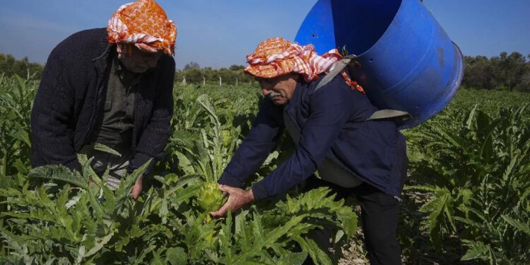 Don vurdu, yağmur kurtardı: Talep yüksek, fiyatı 40 lira!