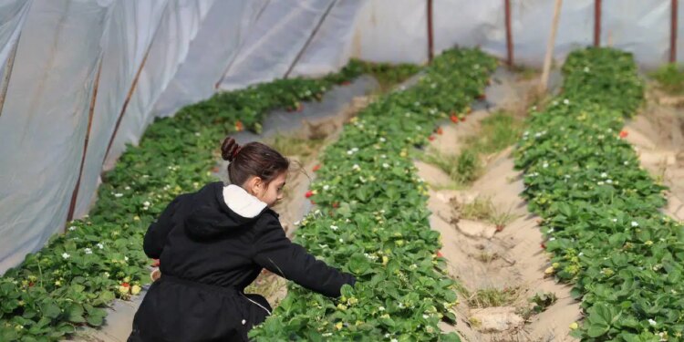 Narenciye para etmeyince Adana’da üretici rotayı değiştirdi: Bahçede kilosu 300 TL!