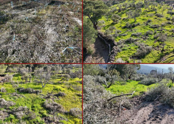 Aydın'da Çevre Katliamı: Bir Gecede Yüzlerce İncir ve Zeytin Ağacını Kestiler