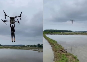Çeltik tarlasında bir garip yolculuk: Drona asılıp uçtu
