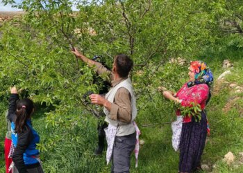 Mersin’de hasat 15 gün erken başladı: 150 ton rekolte bekleniyor…