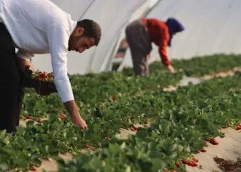 Aydın’da 27 bin 227 dekar alanda üretiliyor: Hasadı başladı…