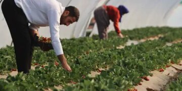 Aydın’da 27 bin 227 dekar alanda üretiliyor: Hasadı başladı…