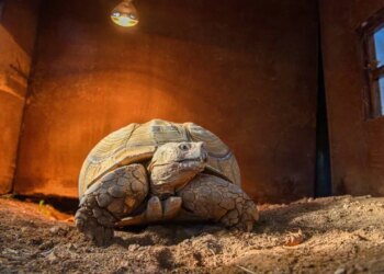 Doğal Yaşam Parkı’nın en yaşlı üyesine ‘arkadaş’ aranıyor