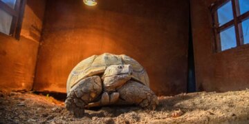 Doğal Yaşam Parkı’nın en yaşlı üyesine ‘arkadaş’ aranıyor