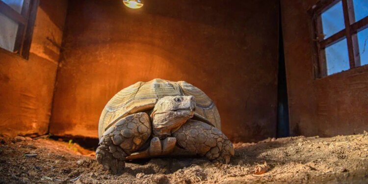 Doğal Yaşam Parkı’nın en yaşlı üyesine ‘arkadaş’ aranıyor