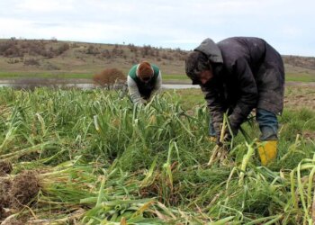 Bölgenin geçim kaynağı: Hasadı başladı!