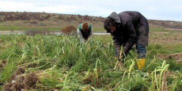 Bölgenin geçim kaynağı: Hasadı başladı!