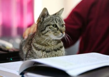Adana’nın en çalışkan öğrencisi: Kedi ‘Pakize’ 3 yıldır ders kaçırmıyor!