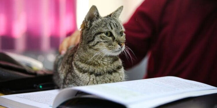Adana’nın en çalışkan öğrencisi: Kedi ‘Pakize’ 3 yıldır ders kaçırmıyor!