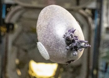 NASA astronotu garip mor renkli ve dokunaç şekilli yumurtanın sırrını açıkladı