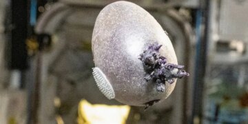 NASA astronotu garip mor renkli ve dokunaç şekilli yumurtanın sırrını açıkladı