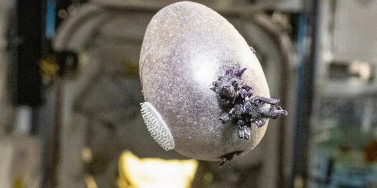 NASA astronotu garip mor renkli ve dokunaç şekilli yumurtanın sırrını açıkladı