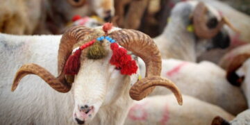 Kurban Bayramı ne zaman? 2026 Kurban Bayramı tatili 9 gün olacak mı, kaç gün?