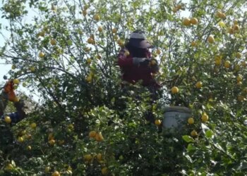 Mersin’de hasadın sonuna gelindi: Şifa deposunu kilosu 35 liradan başlıyor