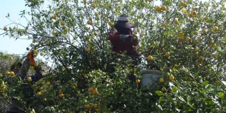 Mersin’de hasadın sonuna gelindi: Şifa deposunu kilosu 35 liradan başlıyor