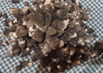 Toros Dağları’nın eteklerinde yetişiyor: Kilosu 1500 TL’ye satılıyor…