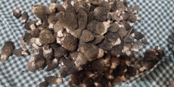 Toros Dağları’nın eteklerinde yetişiyor: Kilosu 1500 TL’ye satılıyor…