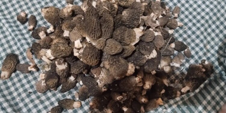 Toros Dağları’nın eteklerinde yetişiyor: Kilosu 1500 TL’ye satılıyor…