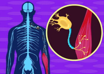 MIT’den tıp dünyasında çığır açan keşif: Beyin hastalıklarının teşhisi 25 kat hızlanıyor