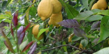 Arsuz’da hasat başladı: 50 bin dekar alanda yetişiyor! 200 bin ton rekolte bekleniyor…